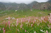 17 Fiori a scovolino nella valle del Vò